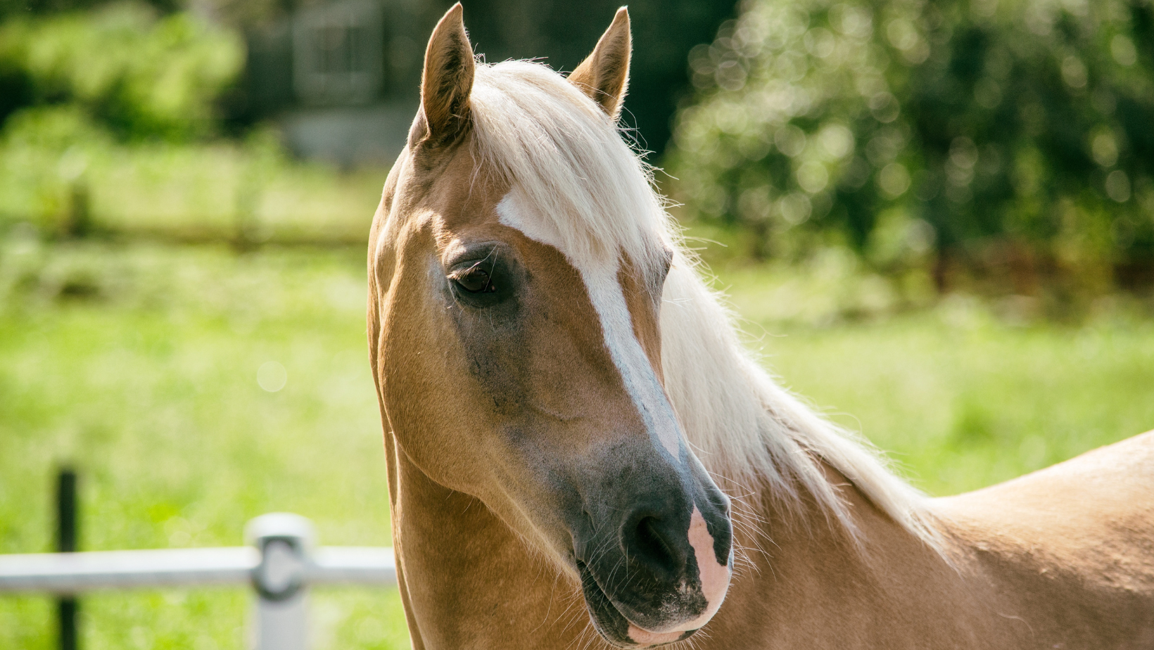 fleurs de Bach cheval