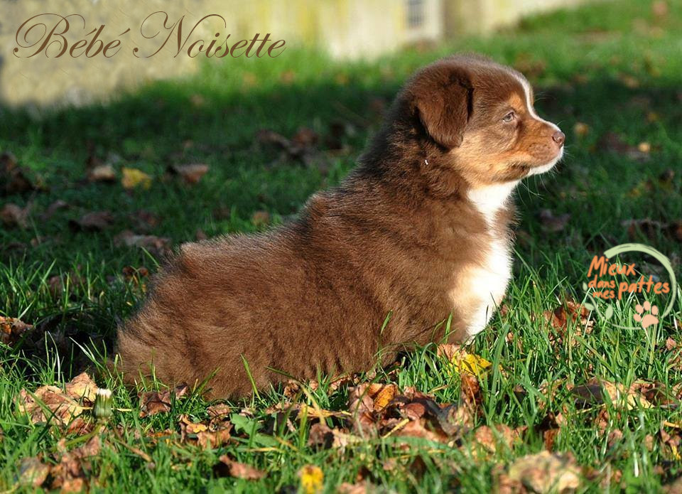 Education canine aubagne