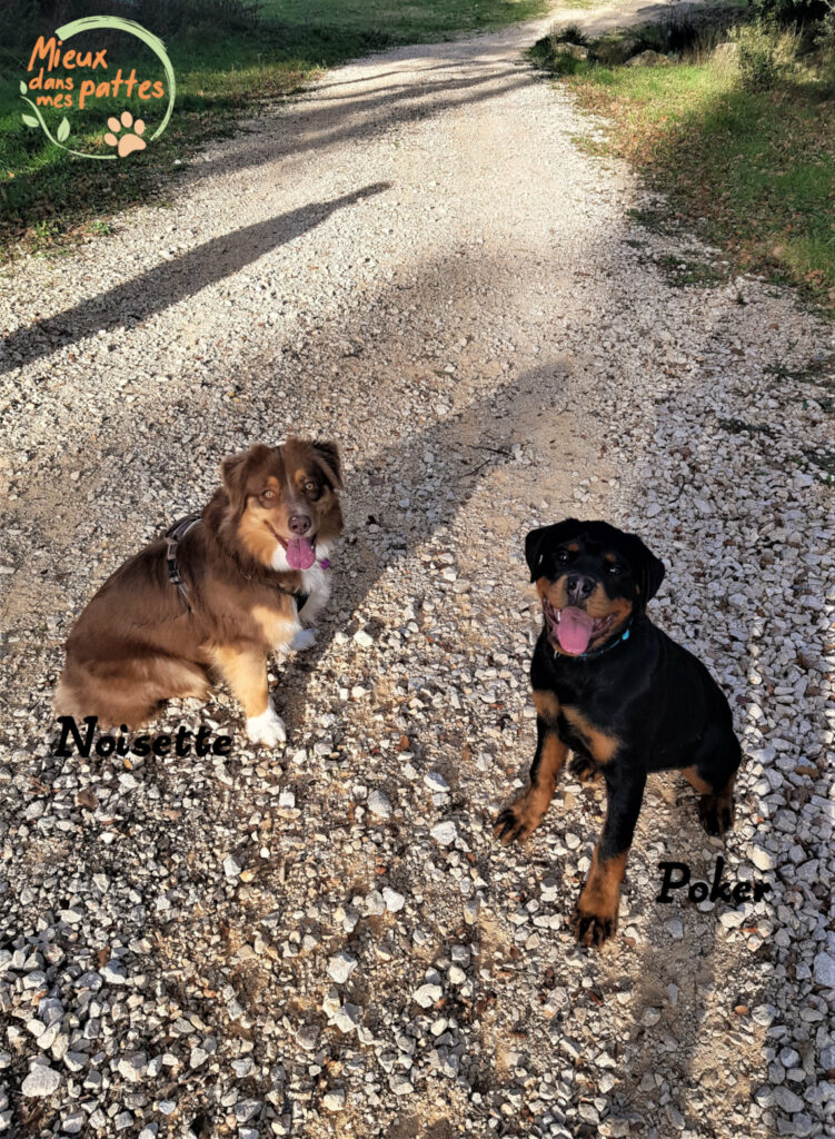 education canine aix en provence