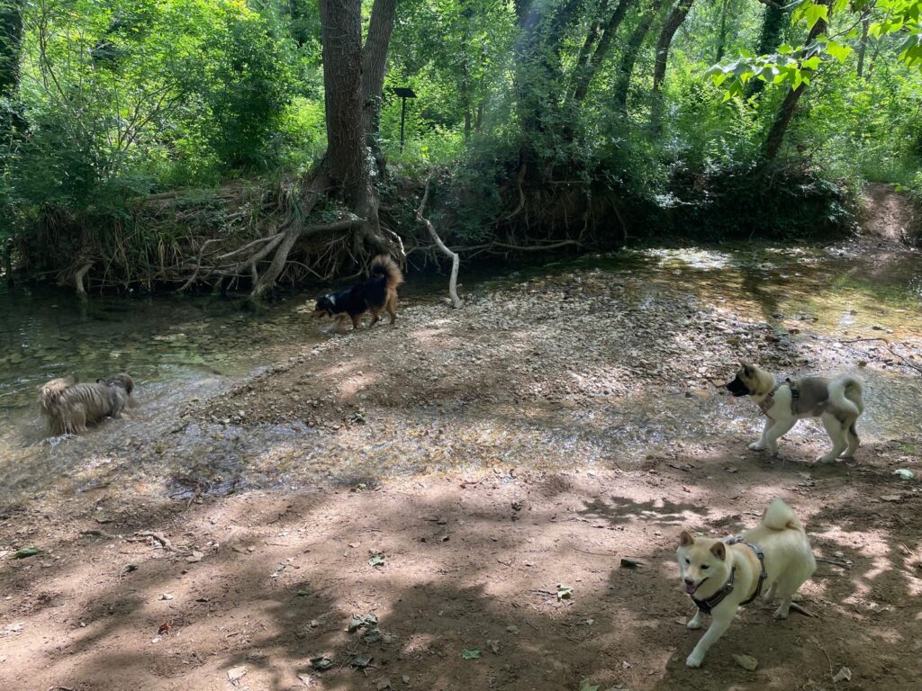 Balade canine