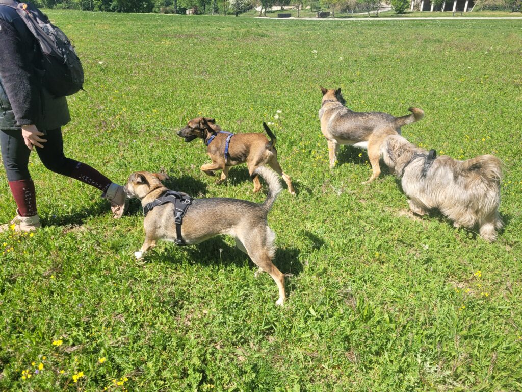balade canine 83