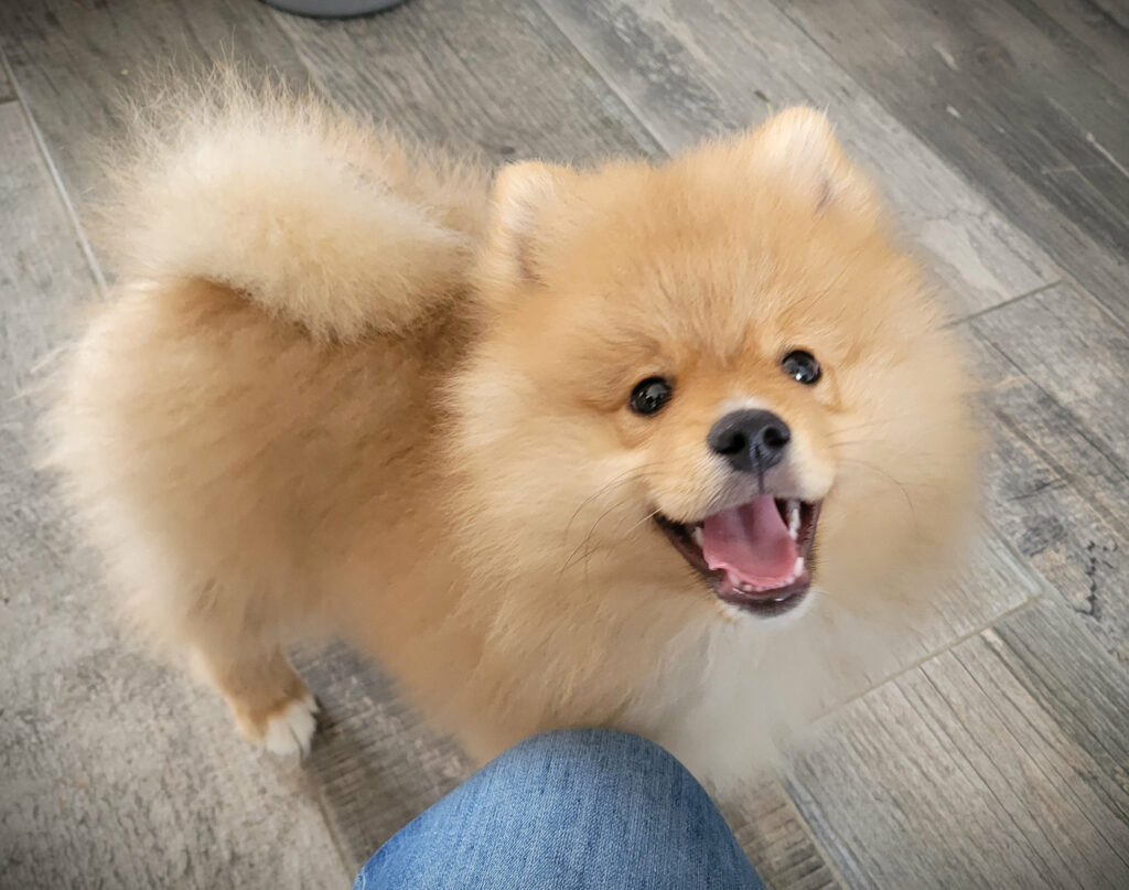 sptiz chiot